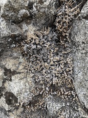 Selaginella watsonii