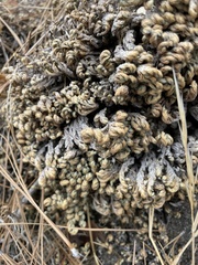 Selaginella watsonii