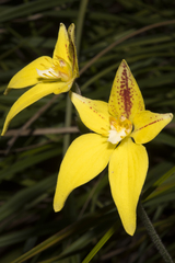 Caladenia flava