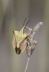 Carpocoris mediterraneus atlanticus