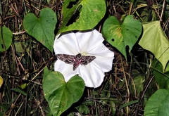 Agrius cingulata