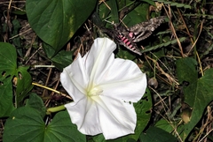 Agrius cingulata