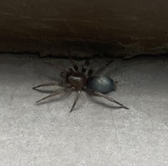 Hypodrassodes maoricus