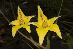 Caladenia flava