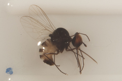 Orthorrhapha