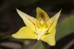 Caladenia flava