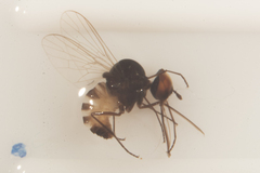 Orthorrhapha