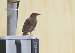 Monticola solitarius