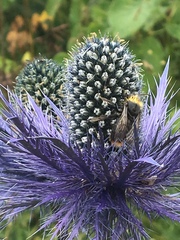 Eryngium alpinum