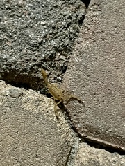 Centruroides sculpturatus