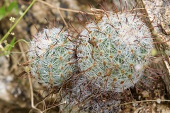 Mammillaria grahamii