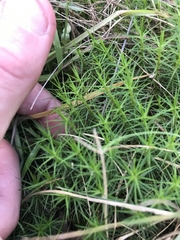 Dawsonia