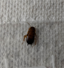 Parcoblatta americana