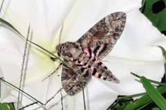 Agrius cingulata