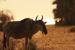 Connochaetes taurinus albojubatus