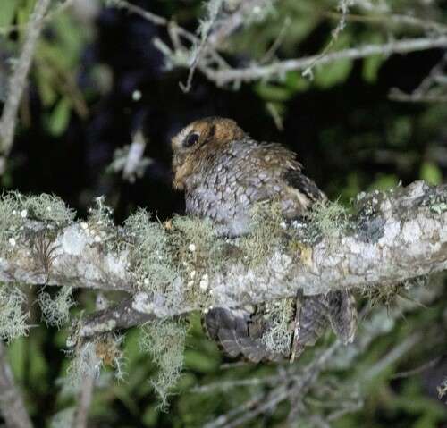 Cloud-forest Screech Owl (Megascops marshalli), photo 2