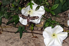 Agrius cingulata