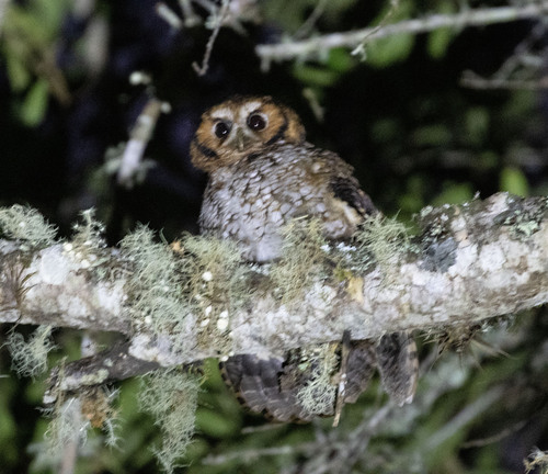 Cloud-forest Screech Owl (Megascops marshalli), photo 1