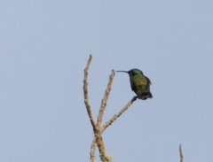 Colibri