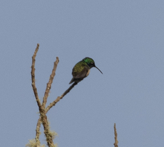 Colibri