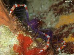 Stenopus tenuirostris