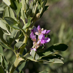 Indigofera cytisoides
