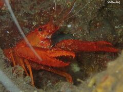 Enoplometopus occidentalis