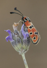 Zygaena fausta
