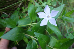 Vinca difformis