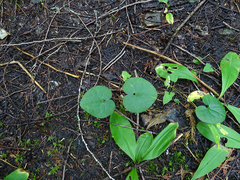 Asarum caudatum