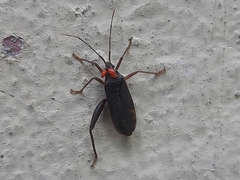Heteroptera