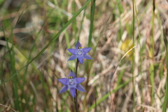 Thelymitra peniculata