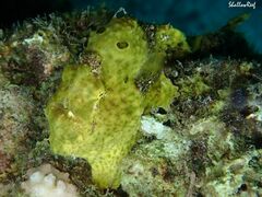 Antennarius commerson