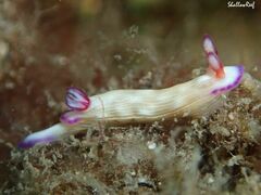 Hypselodoris violabranchia