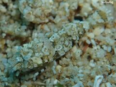 Philocheras breviflagella