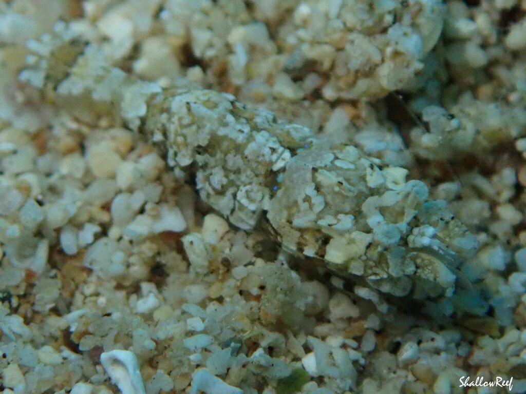 Philocheras breviflagella