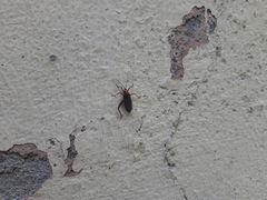 Heteroptera