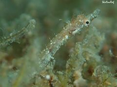 Halicampus edmondsoni