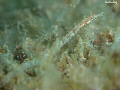 Halicampus edmondsoni