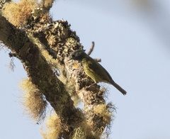 Mionectes striaticollis
