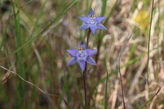 Thelymitra peniculata