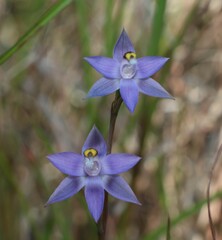 Thelymitra peniculata