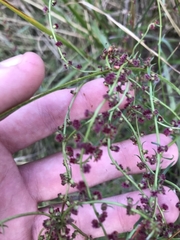 Haloragis heterophylla