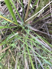 Haloragis heterophylla