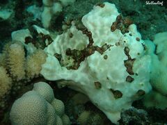 Antennarius commerson