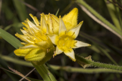 Conostylis aculeata cygnorum