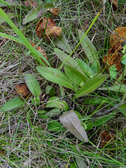 Hieracium lachenalii