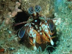 Odontodactylus brevirostris