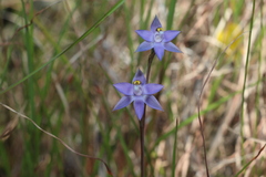 Thelymitra peniculata