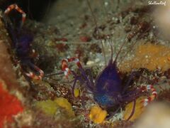 Stenopus tenuirostris